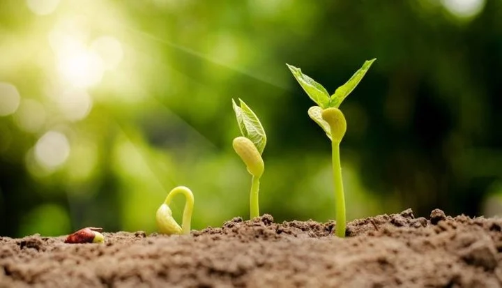 Como germinar nuestras semillas