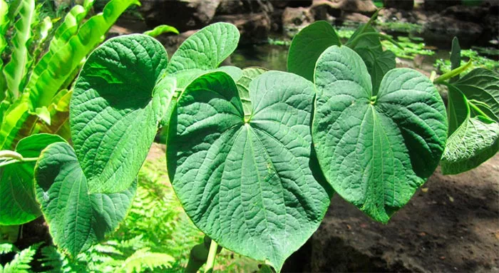 Kava Kava En Capsulas De 400mg Por 10 Unidades - Imagen 2