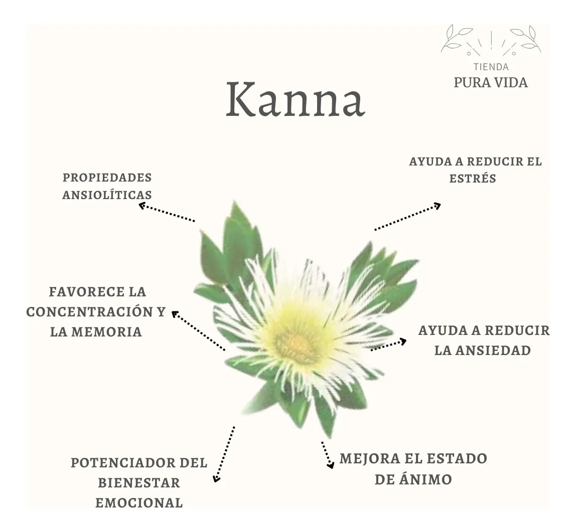 Kanna Sceletium Tortuosum En Capsulas De 200mg C/u - Imagen 2