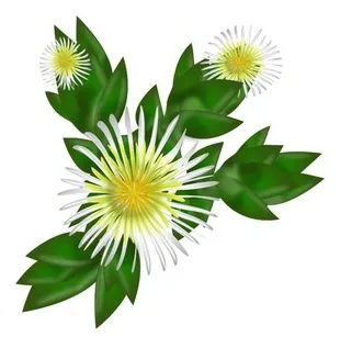 Kanna Sceletium Tortuosum En Capsulas De 200mg C/u - Imagen 3