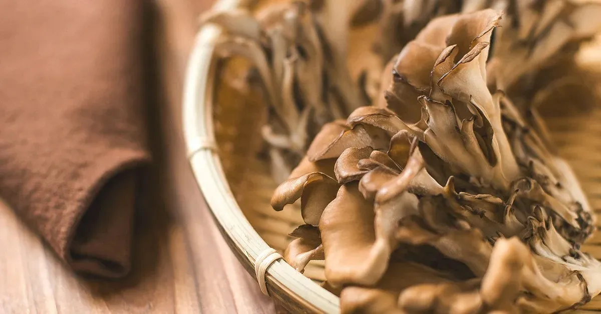 Hongo Maitake En Capsulas De 200mg Adaptogeno Nootropico Maitake - Imagen 3