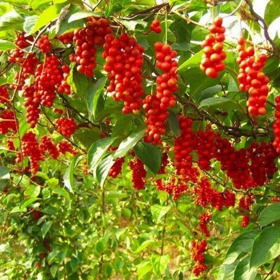 Schisandra Chinensis En Capsulas De 200mg C/u (30 Unidades) - Imagen 3