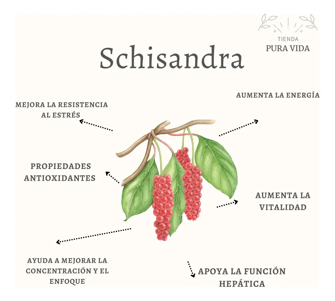 Schisandra Chinensis En Capsulas De 200mg C/u (30 Unidades) - Imagen 2
